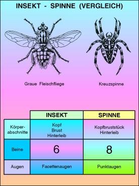 Transparentsatz Insekt - Spinne (Vergleich)