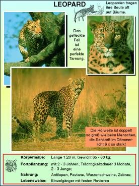 Transparentsatz Löwen, Leopard, Gepard