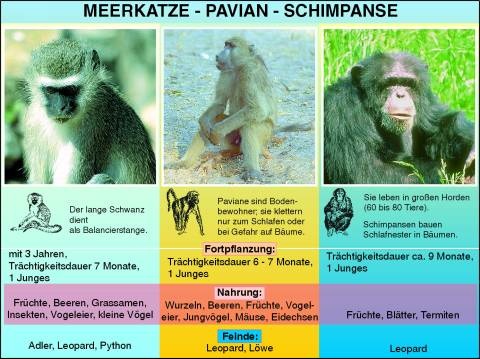 Transparentsatz Meerkatze, Pavian, Schimpanse