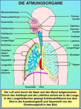 Transparentsatz Die Atmungsorgane (Übersicht)