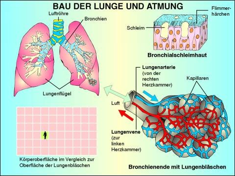 Transparentsatz Bau der Lunge und Atmung