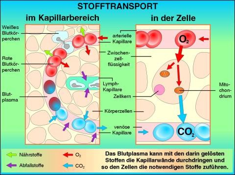 Transparentsatz Stofftransport (Kapillaren, Zelle)