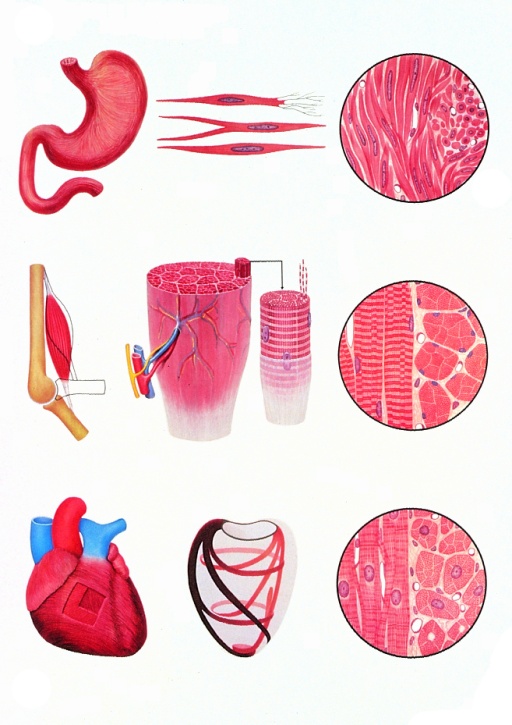 Anatomische Wandkarte Das Muskelgewebe