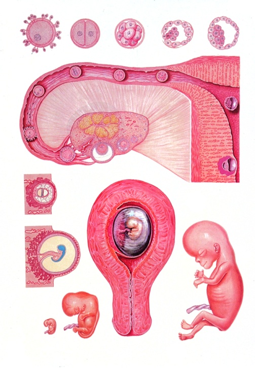 Anatomische Wandkarte Embryologie I