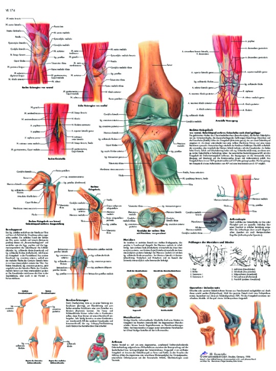 Anatomische Lehrtafel, Das Kniegelenk