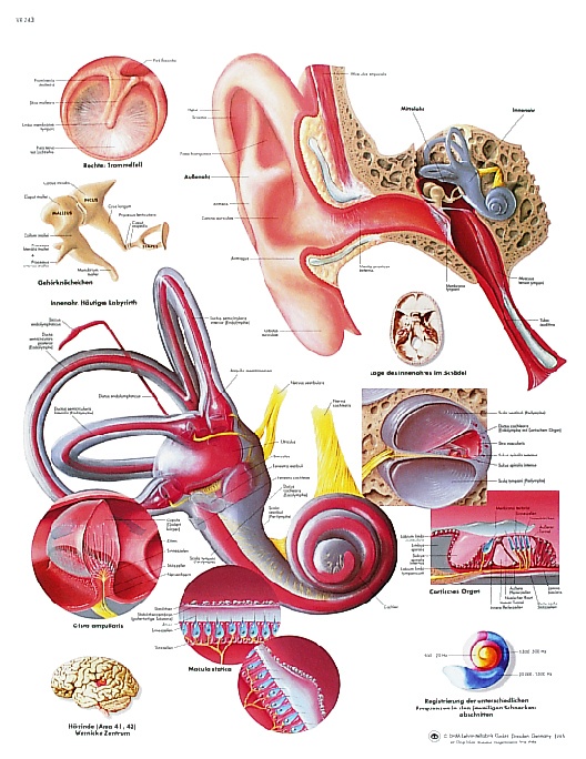 Anatomische Lehrtafel, Das menschliche Ohr