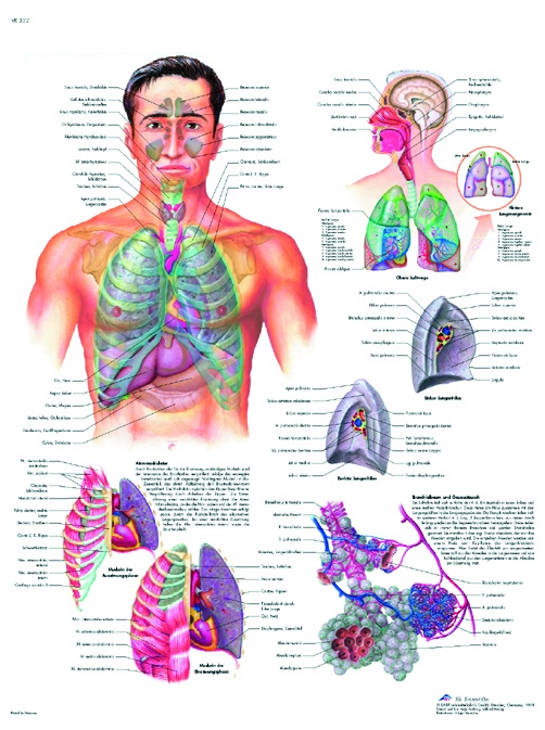 Anatomische Lehrtafel, Das Atmungssystem