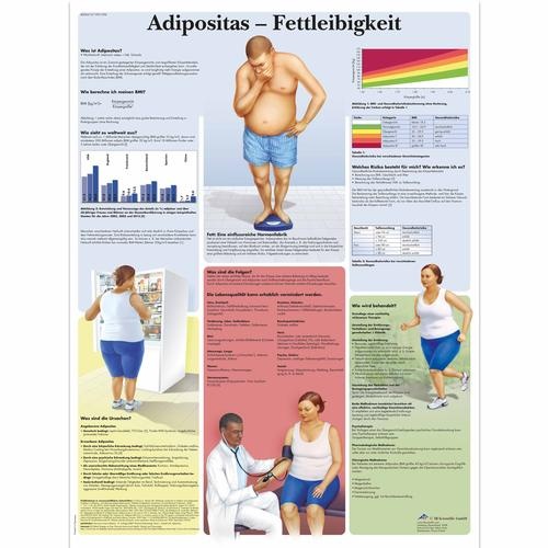 Anatomische Lehrtafel, Adipositas (Übergewicht)
