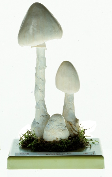 Pilzmodell Weißer spitzhütiger Knollenblätterpilz