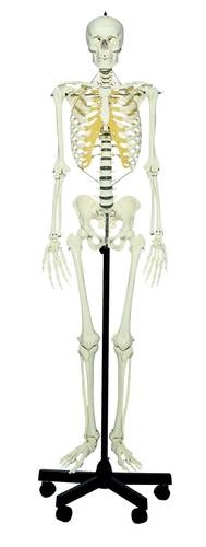 Künstliches Homo-Skelett, Naturabguß eines männliche Erwachsenen