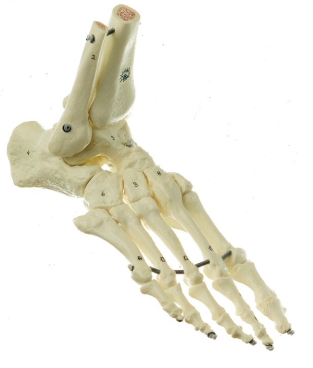 Fuß-Skelett