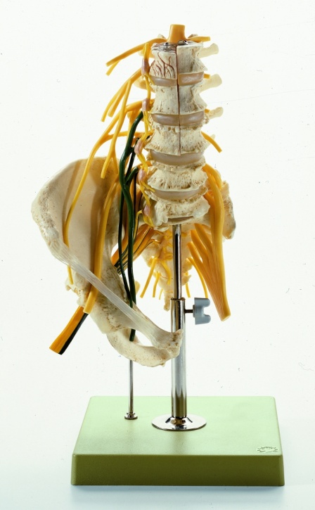 Lendenwirbelsäule mit Nerven, Naturabguß, aus SOMSO-Plast