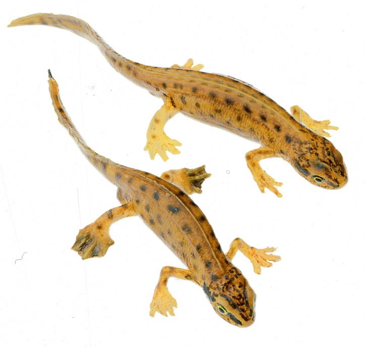 Modell Fadenmolch, Männchen und Weibchen in Wassertracht