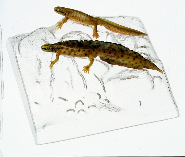 Modell Teichmolch, Männchen und Weibchen