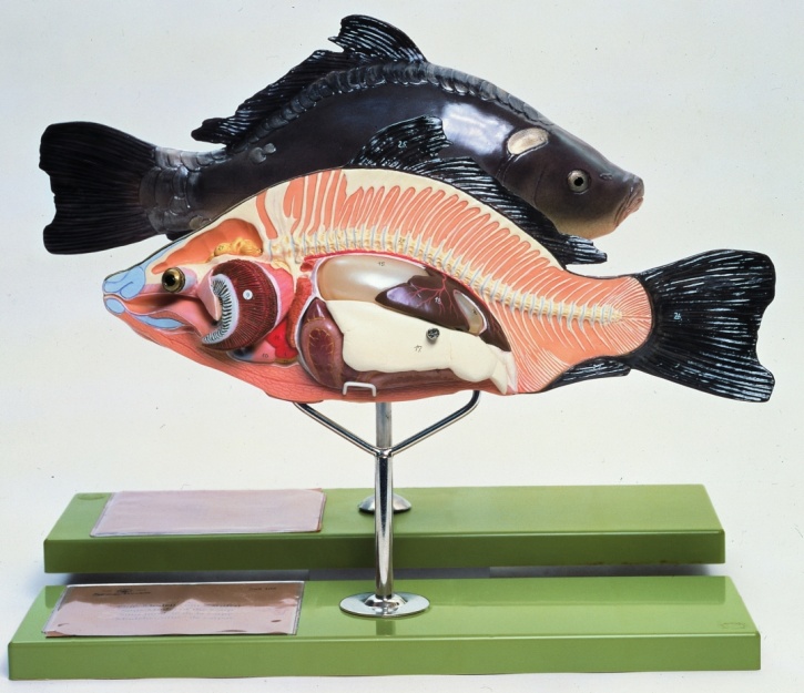 Modell Anatomie beim Knochenfisch