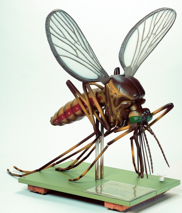 Modell einer Stechmücke