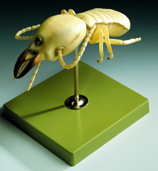 Modell Termite