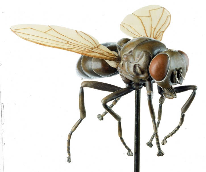Modell Fliege