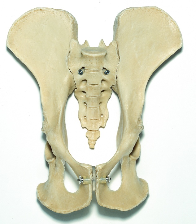 Modell Schimpansen-Beckenskelett, Naturabguß