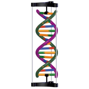 DNA-Doppelhelix-Modell, Schülerbausatz