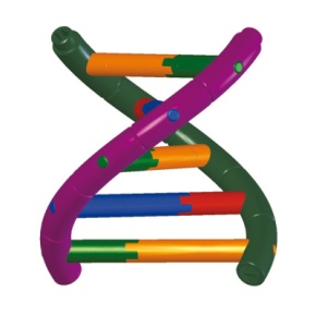 DNA-Doppelhelix-Modell, Schülerbausatz