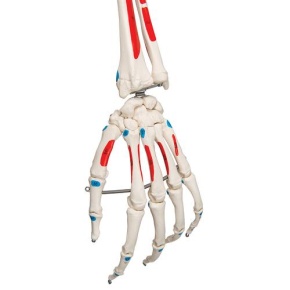 Klassik-Skelett Max mit Muskeldarstellung, auf 5-Fuß-Rollenstati