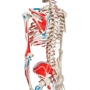 Klassik-Skelett Max mit Muskeldarstellung, auf 5-Fuß-Rollenstati