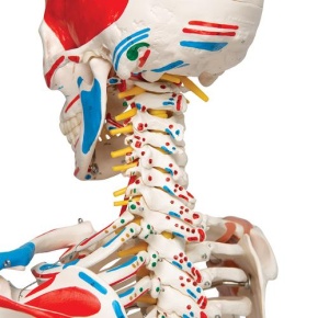 Luxus-Skelett Sam, auf 5-Fuß-Rollenstativ
