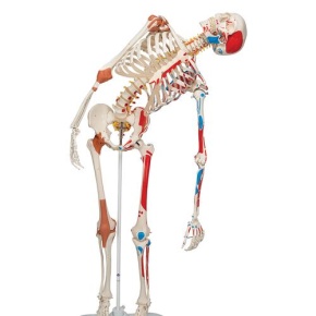 Luxus-Skelett Sam, auf 5-Fuß-Rollenstativ