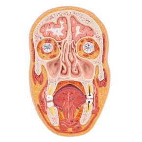 Median- und Frontalschnitt des Kopfes
