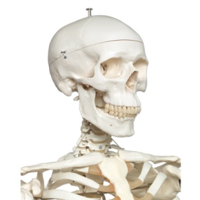 Skelett Stan A10 auf Metallstativ mit 5 Rollen