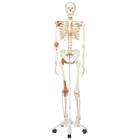 Skelett-Modell Leo mit Gelenkbändern, auf Rollenstativ