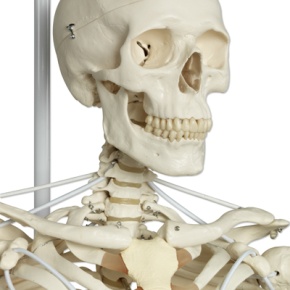 Das Funktionelle Skelett Feldi auf Metallhängestativ