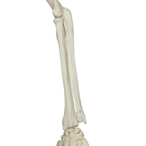 Skelett-Modell Phil, Physiologisches Skelett