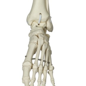 Skelett-Modell Phil, Physiologisches Skelett