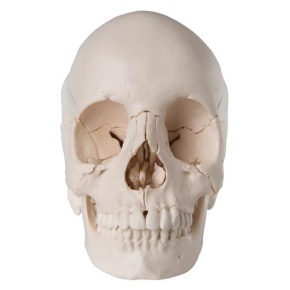 3B Scientific® Steckschädel Modell, in 22 Knochen zerlegbar