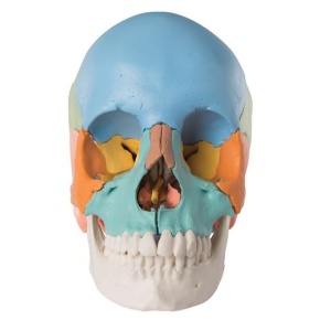 3B Scientific® Steckschädel Modell, didaktische Farben, in 22 Knochen zerlegbar