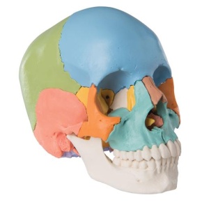 3B Scientific® Steckschädel Modell, didaktische Farben, in 22 Knochen zerlegbar