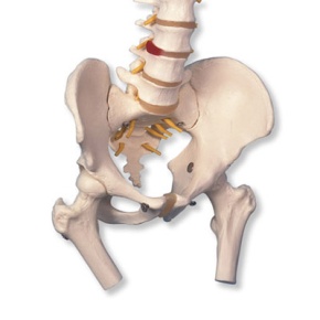Klassische flexible Wirbelsäule mit Oberschenkelstümpfen