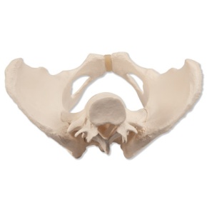 Becken-Skelett, weiblich
