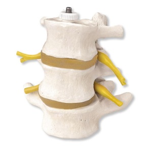 3 Lendenwirbel mit Spinalnerven und Rückenmark, elastisch montiert