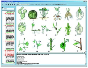 Das Wunder der Pflanzenzelle, Interaktive CD-ROM