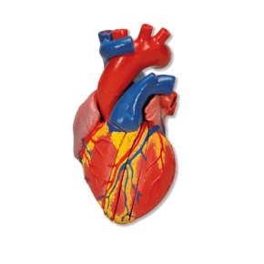 Herzmodell, Lebensgröße, 5-teilig mit magnetischen Verbindungen