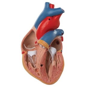 Klassik-Herz mit Thymus, 3-teilig