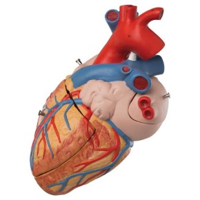 Herz, 2-fache Größe, 4-teilig