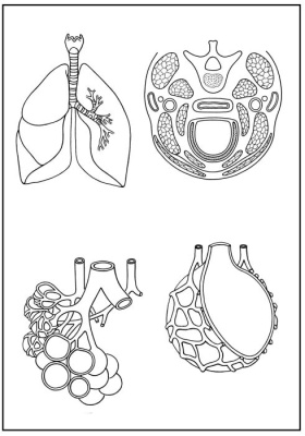 Skizzenblätter Biologie des Menschen,Teil II Stoffwechsel, Lehrerexemplar