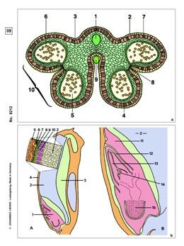 Blütenpflanzen, Blüten und Früchte, Ergänzungssatz von 12 Einhei