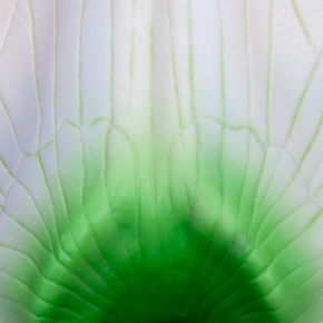 Erbsenblüte (Pisum sativum), Modell
