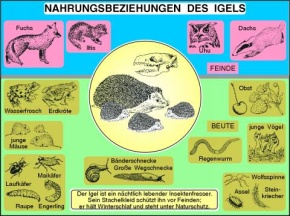 Transparentsatz Nahrungsbeziehungen des Igels