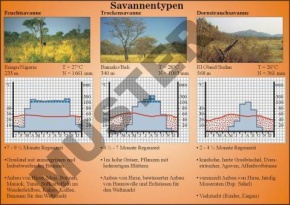 Transparentsatz Die Savannen